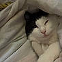 animal, black_and_white, blanket, cat, comfort, cozy, cute, domestic, face, fur, indoors, mammal, paw, pet, relaxed, resting, sleepy, snuggled, soft, whiskers