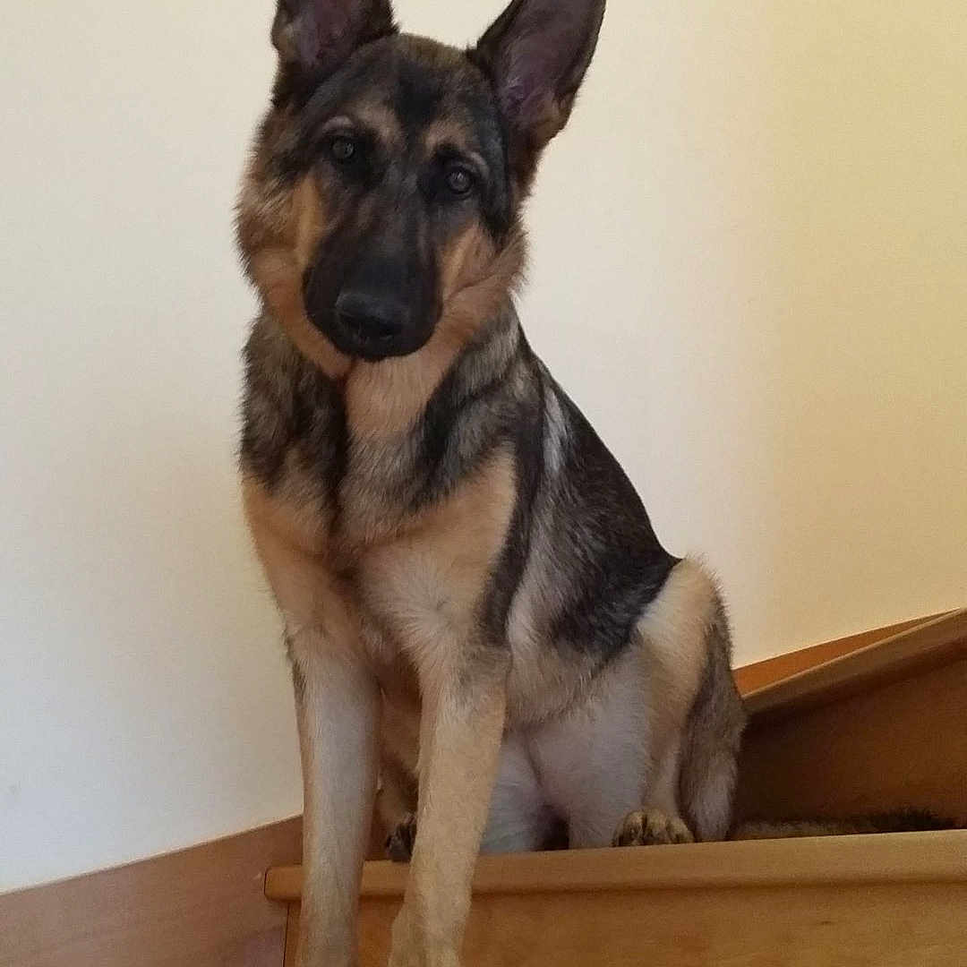 Malya a rejoint le concours — aidez-le/la à gagner de superbes lots ! animal, black, brown, canine, curious, dog, domestic_animal, ears, fur, german_shepherd, head_tilt, indoor, looking, pet, portrait, puppy, sitting, stairs, wood, young_dog