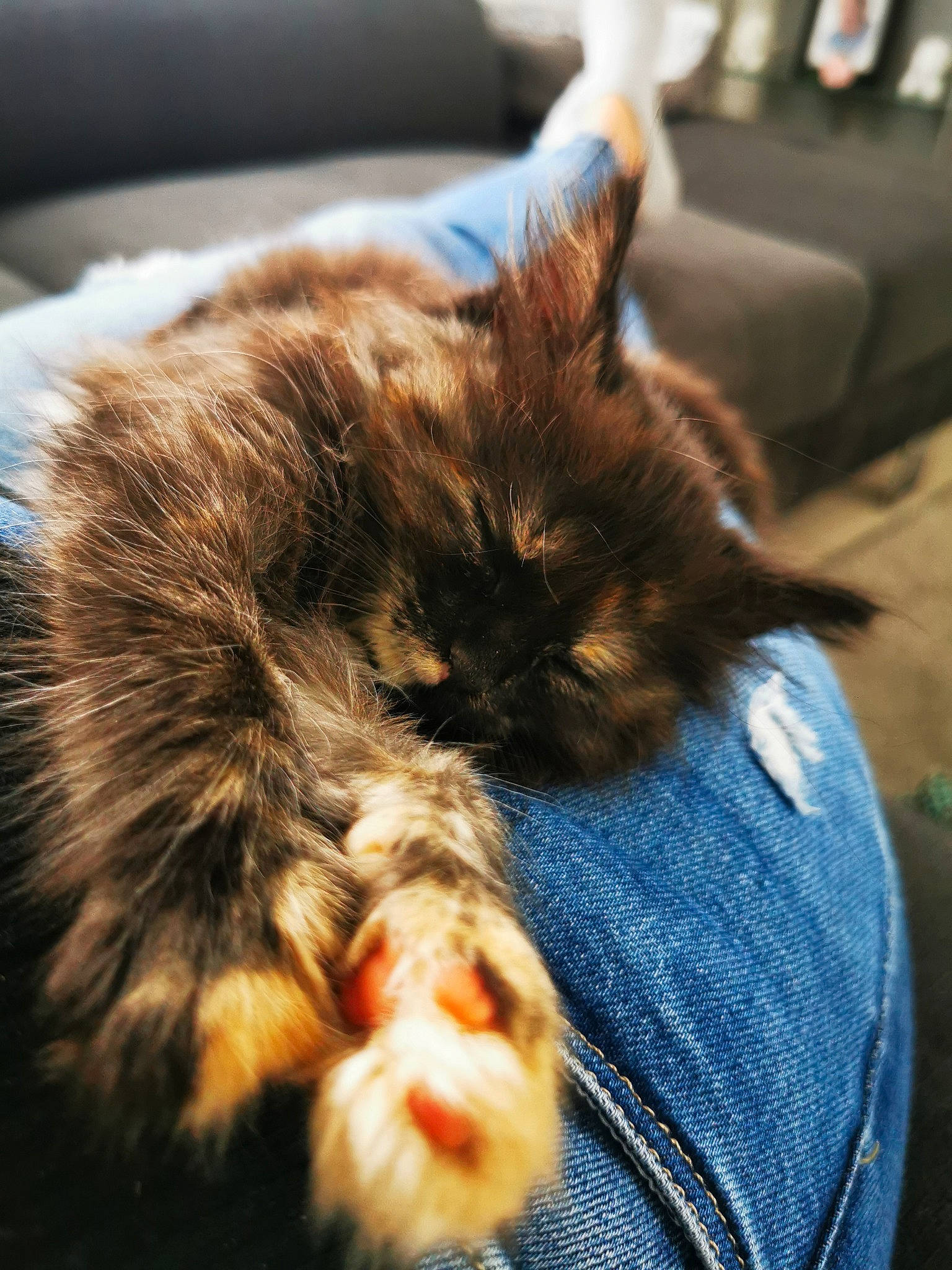 Tiya participe au concours pour gagner de l'argent avec cette photo : carnivore, cat, claw, comfort, domestic_short_haired_cat, ear, felidae, fur, nap, paw, sleep, small_to_medium_sized_cats, tail, whiskers