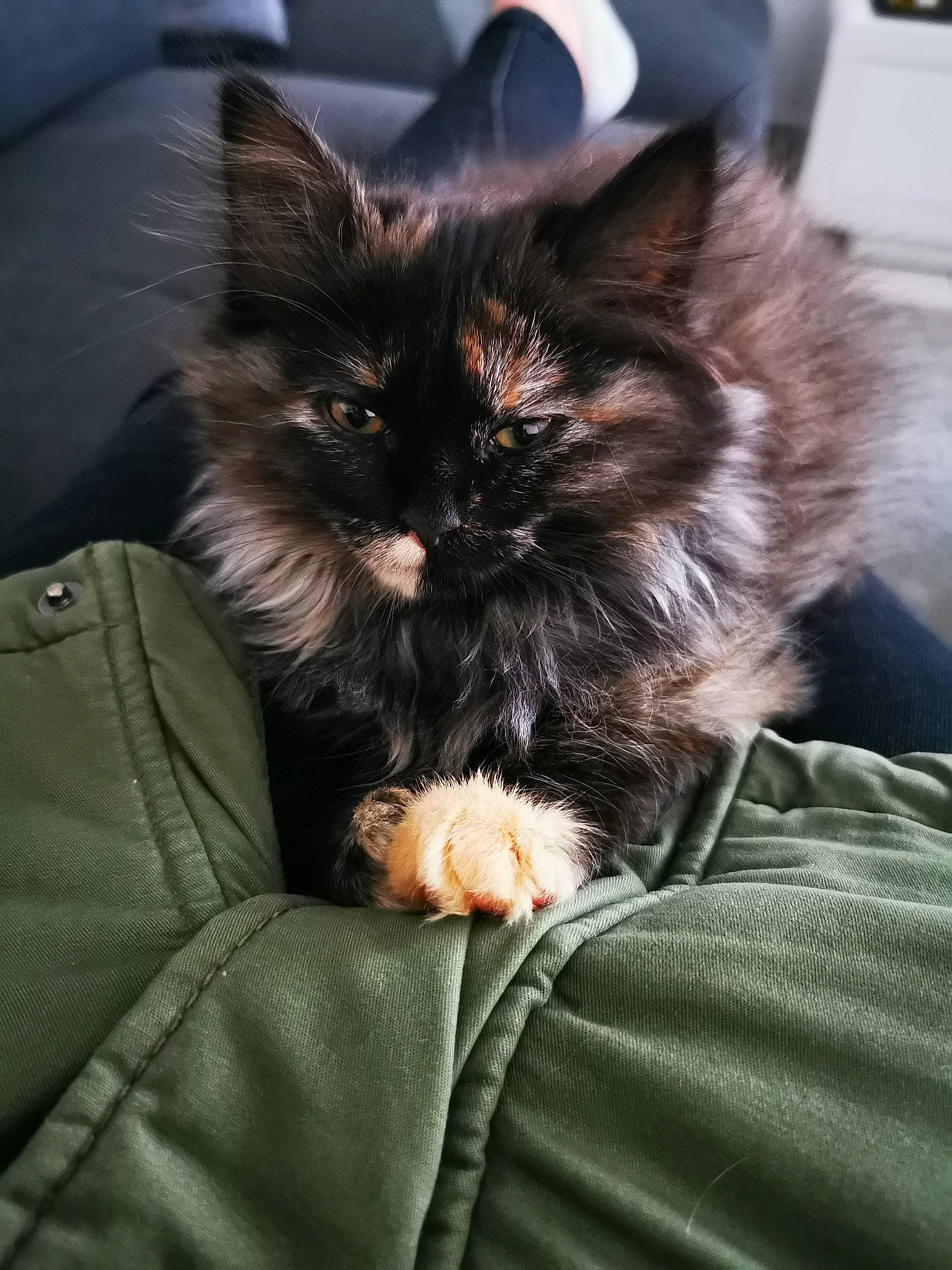 Tiya a rejoint le concours — aidez-le/la à gagner de superbes lots ! black_cat, carnivore, cat, claw, comfort, companion_dog, eye, felidae, fur, nap, paw, sitting, small_to_medium_sized_cats, snout, whiskers