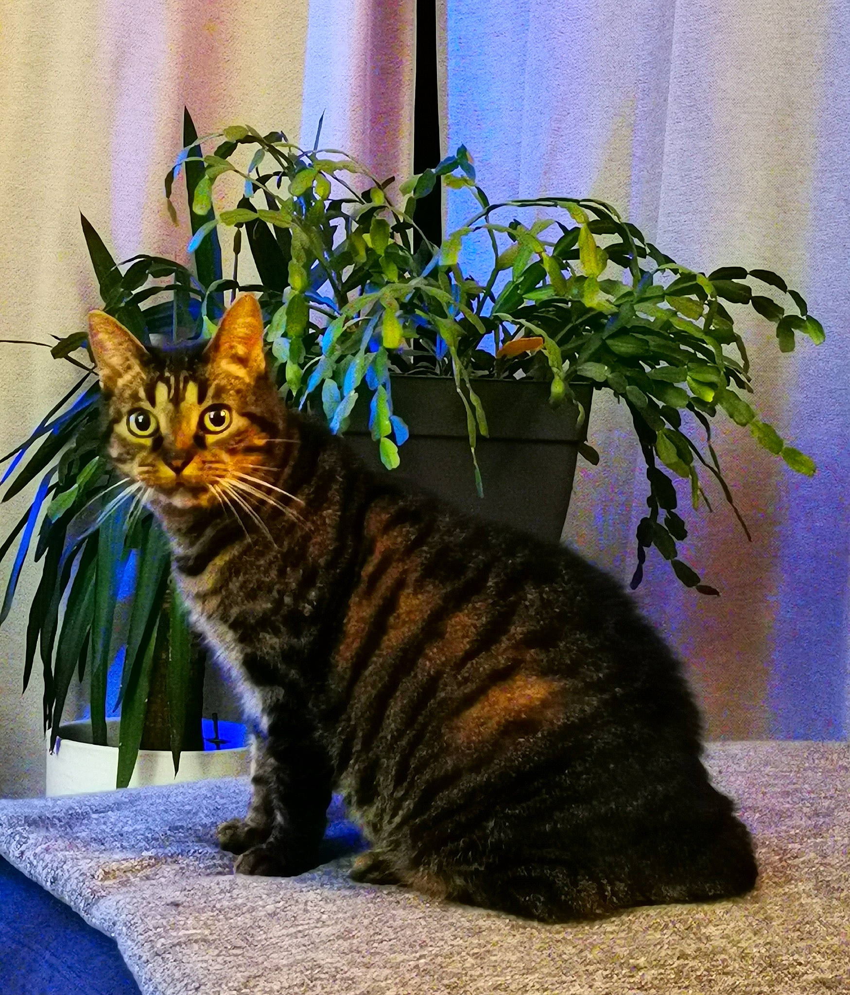 Fiona a rejoint le concours — aidez-le/la à gagner de superbes lots ! blue, carnivore, cat, domestic_short_haired_cat, felidae, flowerpot, fur, grass, houseplant, organism, plant, sitting, small_to_medium_sized_cats, snout, tail, terrestrial_animal, tree, whiskers, wildlife, window