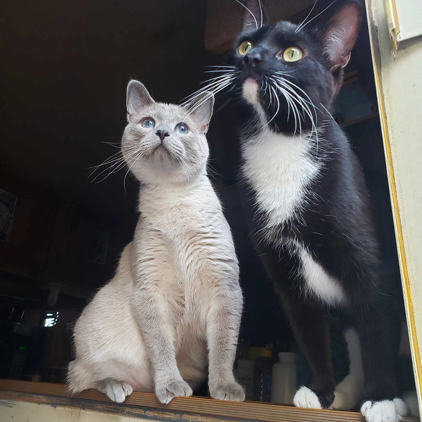 Pouncer And Dart