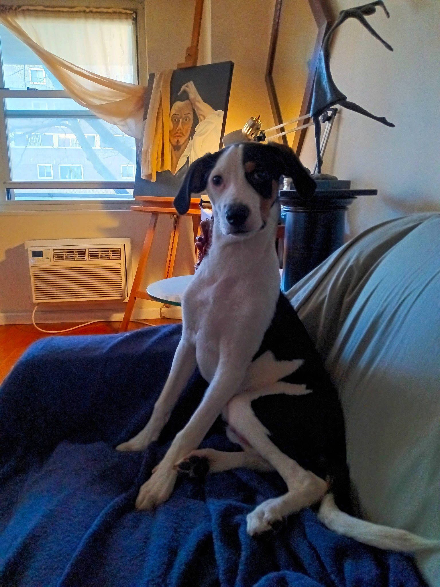 Picasso joined the competition — help win amazing prizes! canidae, carnivore, chair, comfort, companion_dog, couch, curtain, dog, dog_breed, fawn, hardwood, lap, picture_frame, sighthound, sitting, sporting_group, toy_dog, window, wood, working_animal