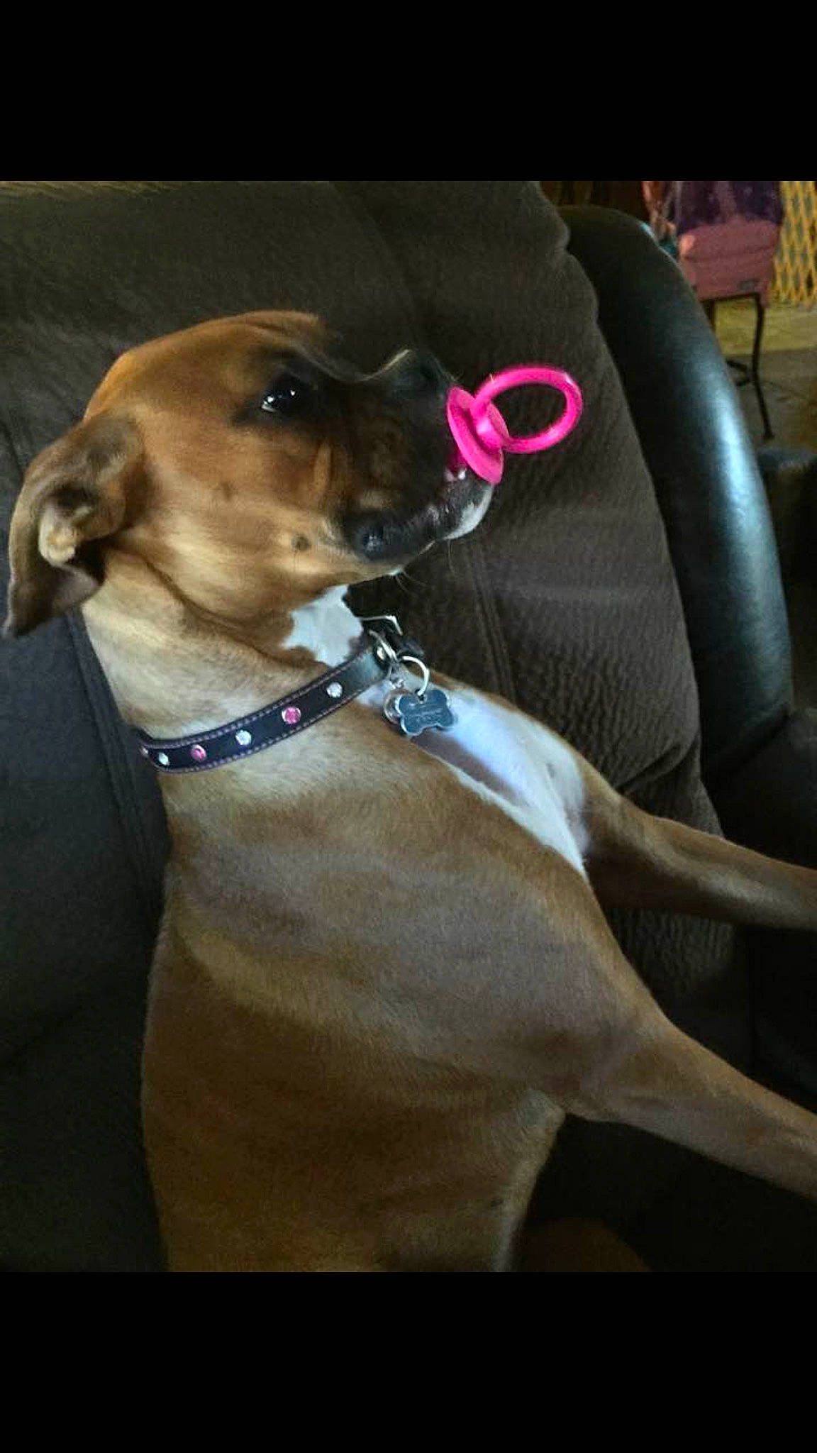 Dakota is registered to the contest to win money with this photo: canidae, carnivore, collar, dog, dog_breed, dog_collar, ear, fawn, feist, leash, mammal, snout, sporting_group