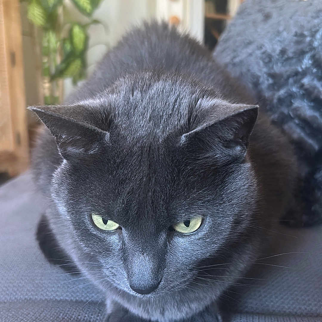 Pablo