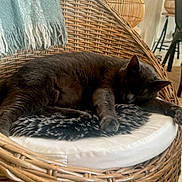 Pablo a rejoint le concours — aidez-le/la à gagner de superbes lots ! cat, sleeping, charcoal_cat, wicker_chair, rattan, cushion, blanket, throw, indoor, home, living_room, lamp, furniture, cozy, relaxed, resting, pet, portrait, vertical_photo, text_overlay