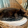 cat, sleeping, charcoal_cat, wicker_chair, rattan, cushion, blanket, throw, indoor, home, living_room, lamp, furniture, cozy, relaxed, resting, pet, portrait, vertical_photo, text_overlay