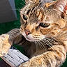 Carmela a rejoint le concours — aidez-le/la à gagner de superbes lots ! cat, tabby, pet, animal, feline, portrait, close_up, whiskers, ears, eyes, paws, fur, striped, brown, orange, green_background, outdoor, sunlight, chair, relaxed