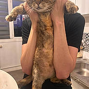 Carmela a rejoint le concours — aidez-le/la à gagner de superbes lots ! cat, tabby, pet, animal, feline, whiskers, green_eyes, striped_fur, paws, tail, being_held, person, arms, portrait, indoor, kitchen, sink, window, black_shirt, funny_pose