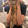 cat, tabby, pet, animal, feline, whiskers, green_eyes, striped_fur, paws, tail, being_held, person, arms, portrait, indoor, kitchen, sink, window, black_shirt, funny_pose