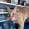 cat, ginger_cat, orange_cat, tabby, feline, pet, animal, whiskers, ears, eyes, tongue, red_tongue, close_up, portrait, kitchen, countertop, appliances, blender, dishes, indoors