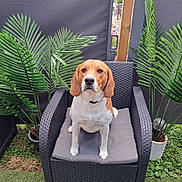 Mia participe au concours pour gagner de l'argent avec cette photo : animal, beagle, brown_and_white, canine, chair, cushion, cute, dog, domestic_animal, furniture, garden, grass, leaf, looking, nature, outdoor, pet, plant, potted_plant, sitting