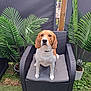 animal, beagle, brown_and_white, canine, chair, cushion, cute, dog, domestic_animal, furniture, garden, grass, leaf, looking, nature, outdoor, pet, plant, potted_plant, sitting
