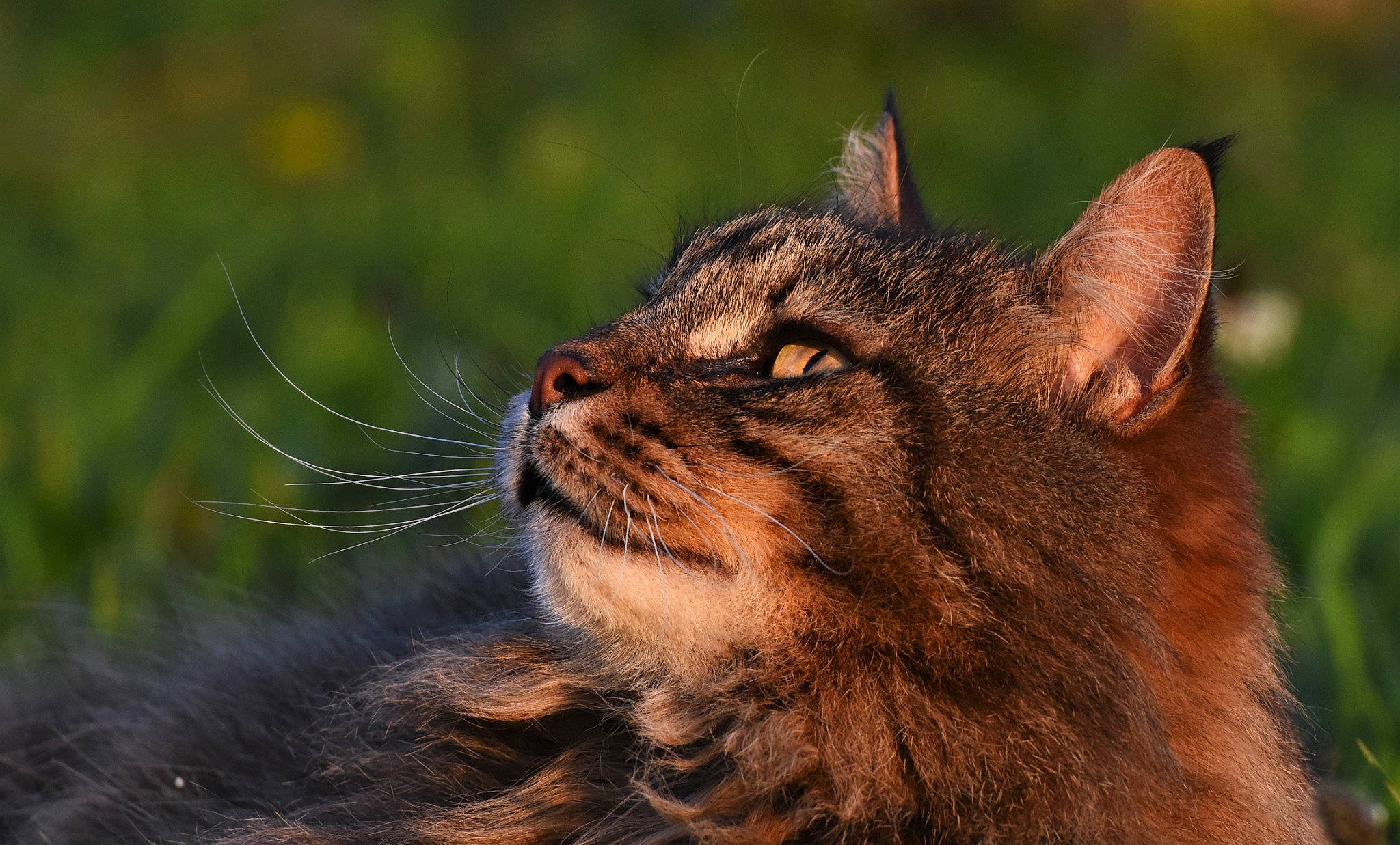 Minette a rejoint le concours — aidez-le/la à gagner de superbes lots ! carnivore, cat, domestic_short_haired_cat, eye, fawn, felidae, fur, grass, head, lynx, macro_photography, plant, small_to_medium_sized_cats, snout, terrestrial_animal, whiskers, wildlife