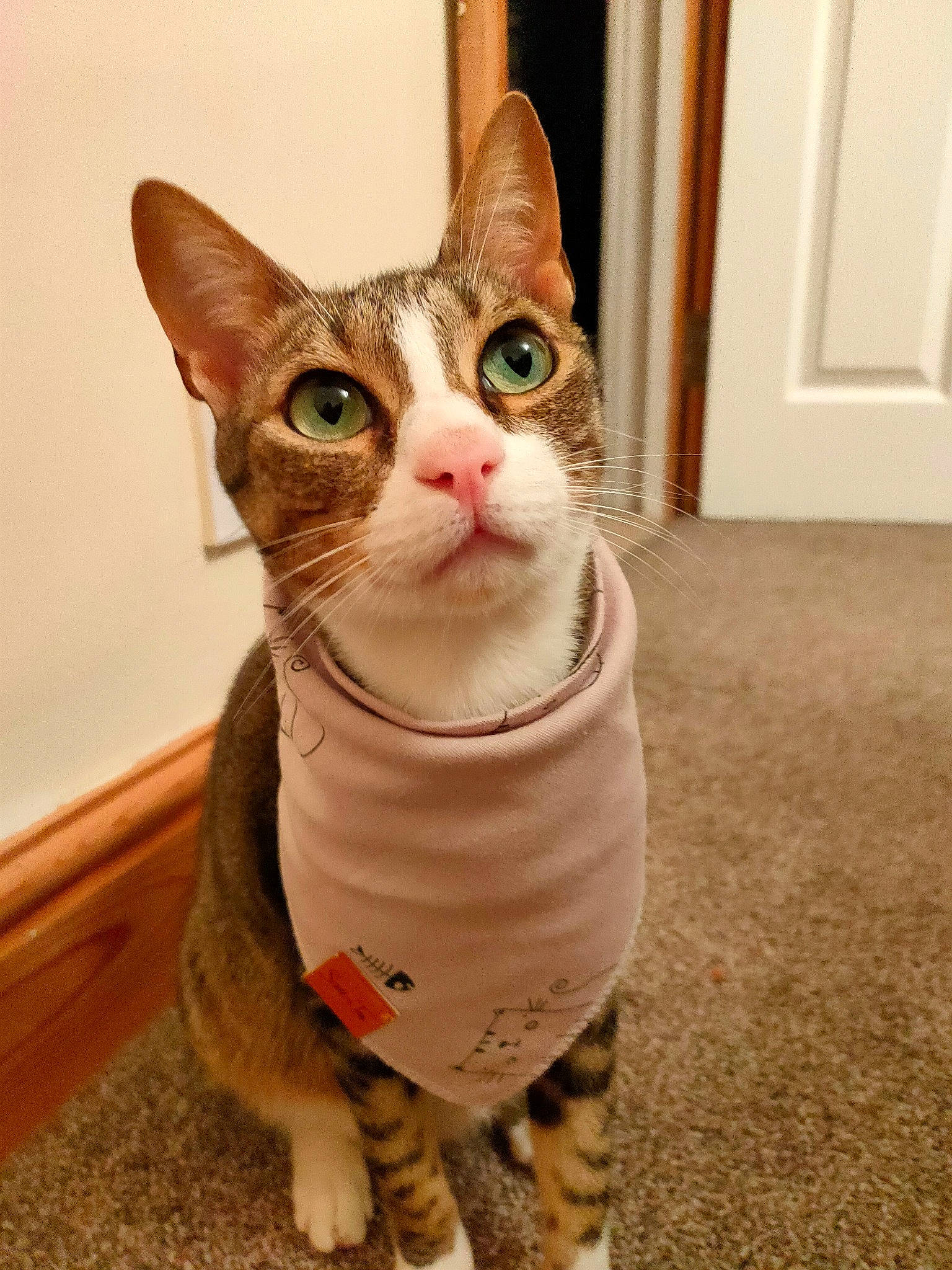 Choocha joined the competition — help win amazing prizes! carnivore, cat, domestic_short_haired_cat, door, fawn, felidae, flooring, fur, hardwood, paw, peach, small_to_medium_sized_cats, snout, tail, terrestrial_animal, whiskers, wood