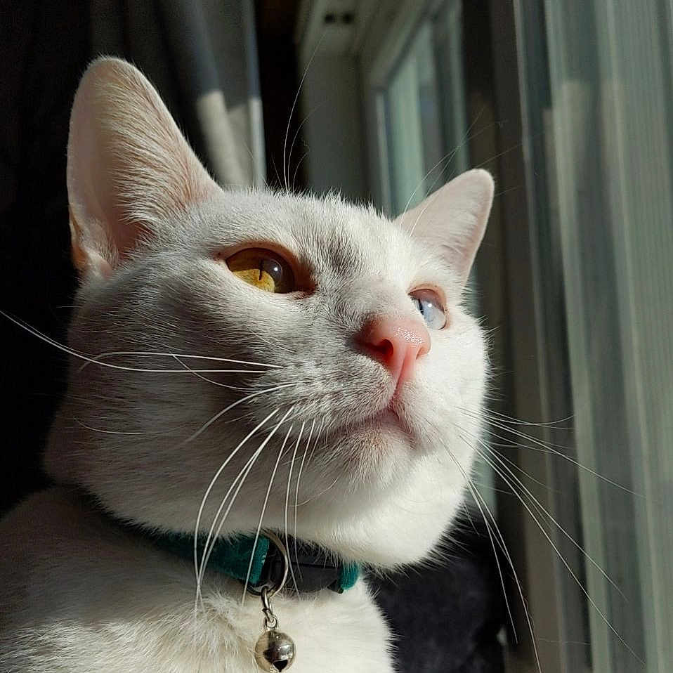 Loki is registered to the contest to win money with this photo: accessories, angora, animal, cat, collar, door, face, head, indoors, jewelry, kitten, leash, manx, necklace, person, pet, photography, portrait, strap, window