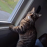 Clifford is registered to the contest to win money with this photo: cat, tabby, indoor, window, sunset, curious, pet, feline, fur, whiskers, animal, cozy, sill, screen, green, light, shadow, looking_back, home, relaxed