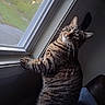 cat, tabby, indoor, window, sunset, curious, pet, feline, fur, whiskers, animal, cozy, sill, screen, green, light, shadow, looking_back, home, relaxed
