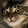 animal, cat, close_up, cute, ears, expression, face, fangs, feline, fur, indoor, mammal, nose, pet, portrait, startled, tabby, vampire_fangs, whiskers, yellow_eyes