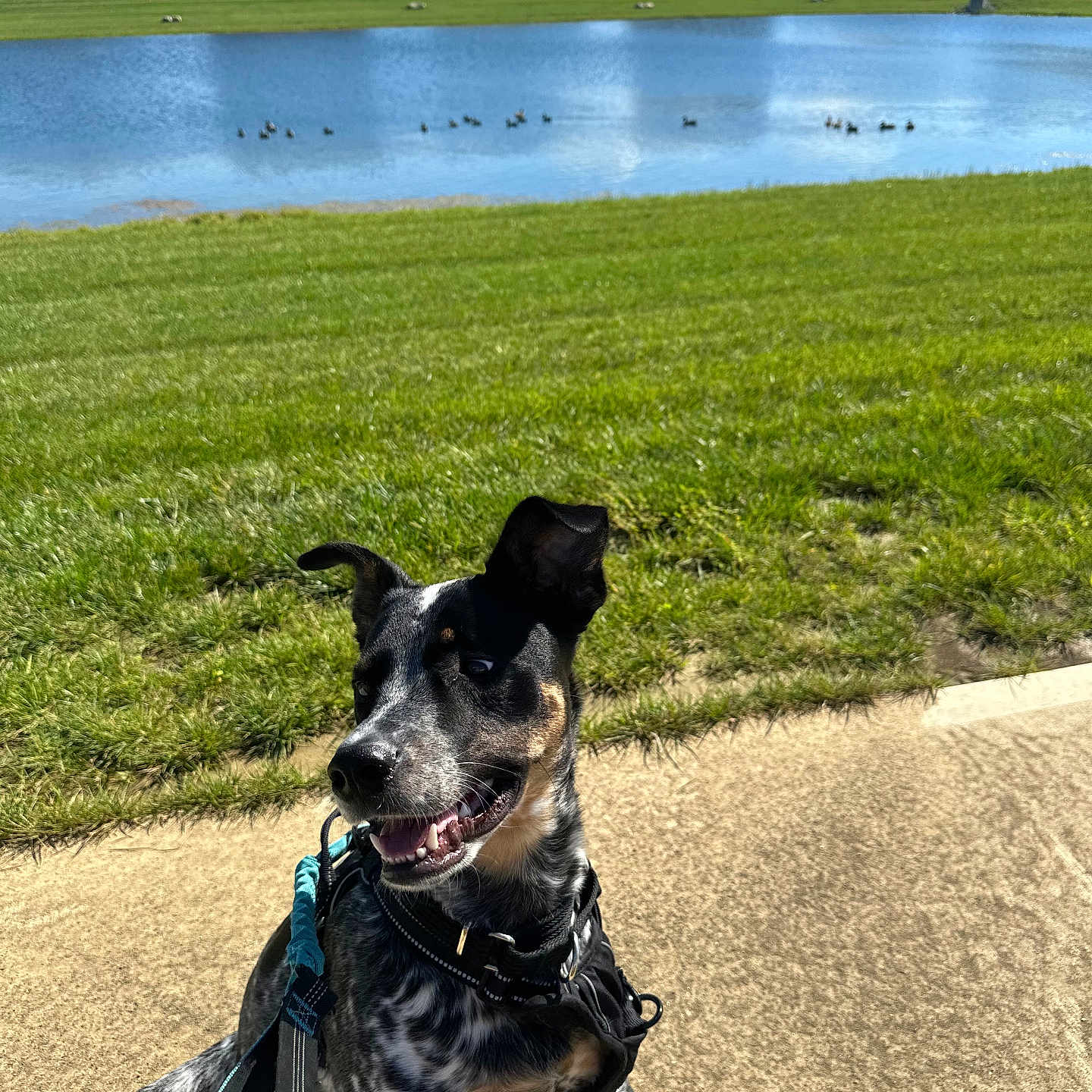 Spot is registered to the contest to win money with this photo: animal, architecture, building, canine, dog, face, grass, head, lake, nature, neighborhood, outdoors, park, person, pet, photography, plant, portrait, shelter, summer