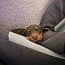puppy, dog, sleeping, brown, tan_markings, cushion, cozy, resting, indoor, pet, cute, soft_fabric, relaxed, snuggled, young_dog, adorable, comfort, close_up, fur, nap