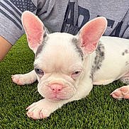 Luna joined the competition — help win amazing prizes! dog, puppy, french_bulldog, pet, animal, white_fur, pink_ears, blue_eyes, wrinkles, short_snout, lying_down, artificial_grass, outdoor, portrait, close_up, cute, sleepy, spotted_fur, human, t_shirt