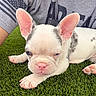 dog, puppy, french_bulldog, pet, animal, white_fur, pink_ears, blue_eyes, wrinkles, short_snout, lying_down, artificial_grass, outdoor, portrait, close_up, cute, sleepy, spotted_fur, human, t_shirt