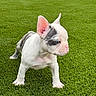 Luna is registered to the contest to win money with this photo: dog, puppy, french_bulldog, pet, animal, outdoor, grass, lawn, standing, portrait, closeup, white_fur, black_markings, large_ears, pink_nose, short_snout, blue_eyes, cute, playful, backyard