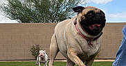 Luna is registered to the contest to win money with this photo: dog, pug, bulldog, puppy, outdoor, backyard, lawn, running, playful, happy, pet, collar, leash, brick_wall, tree, sky, clouds, action, grass, person