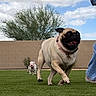 dog, pug, bulldog, puppy, outdoor, backyard, lawn, running, playful, happy, pet, collar, leash, brick_wall, tree, sky, clouds, action, grass, person