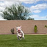 Luna joined the competition — help win amazing prizes! dog, french_bulldog, puppy, running, jumping, outdoor, grass, lawn, backyard, brick_wall, tree, clouds, sky, garden, plants, small_dog, animal, pet, funny_expression, action_photo