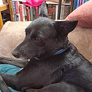 Smokie is registered to the contest to win money with this photo: dog, black_dog, pet, indoor, couch, bookshelf, books, relaxing, fur, ears, collar, animal, house, furniture, canine, resting, side_view, domestic_animal, quiet, comfort