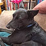 dog, black_dog, pet, indoor, couch, bookshelf, books, relaxing, fur, ears, collar, animal, house, furniture, canine, resting, side_view, domestic_animal, quiet, comfort