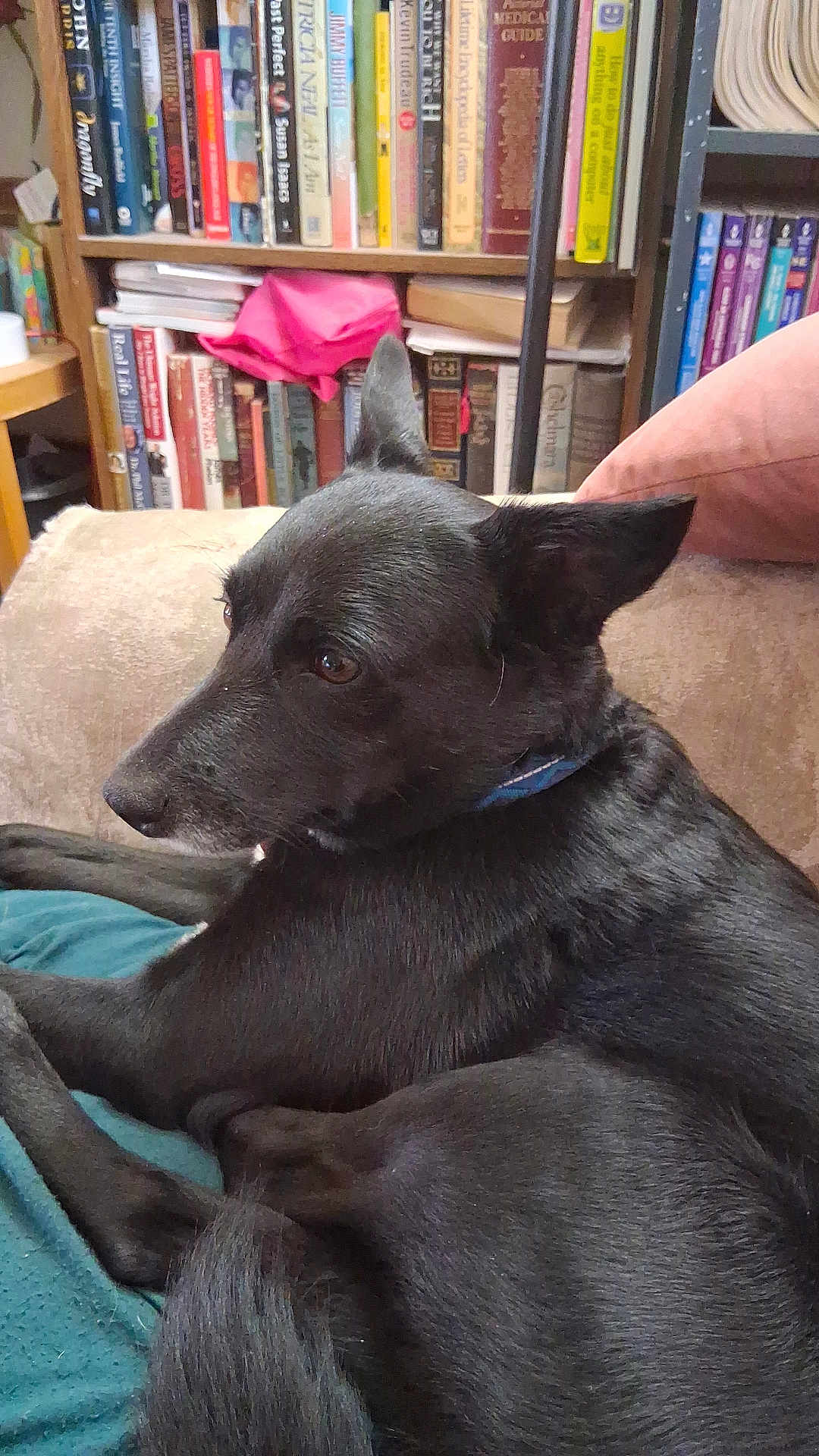 Smokie is registered to the contest to win money with this photo: dog, black_dog, pet, indoor, couch, bookshelf, books, relaxing, fur, ears, collar, animal, house, furniture, canine, resting, side_view, domestic_animal, quiet, comfort
