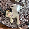 Maple is registered to the contest to win money with this photo: cat, calico_cat, pet, animal, feline, hammock,  lounging, white_paws, patterned_fabric, indoor, sunlight, wooden_floor, collar, purple_collar, whiskers, green_eyes, relaxed, curious, close_up, portrait