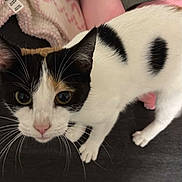Maple is registered to the contest to win money with this photo: cat, cats, calico, black_and_white, feline, pet, animal, close_up, portrait, whiskers, green_eyes, pink_nose, curious, indoors, blanket, clothing, couch, wood_floor, resting, photography