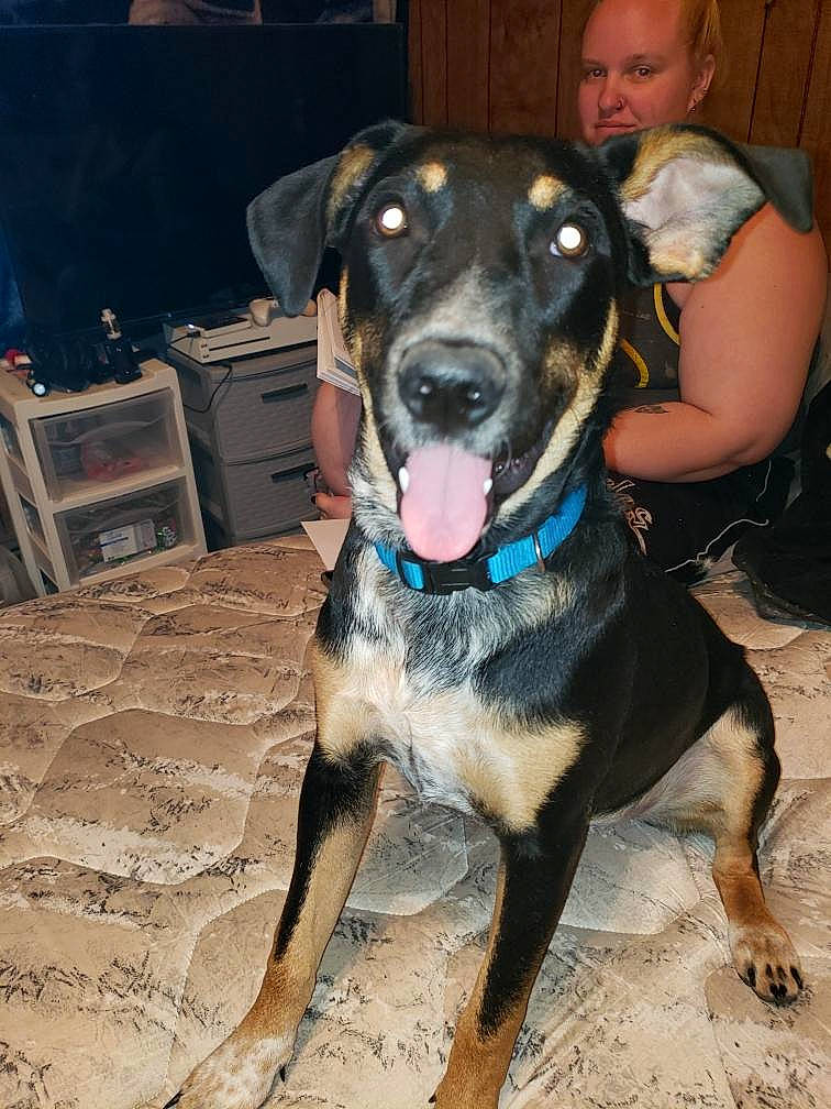 Moon is registered to the contest to win money with this photo: canidae, carnivore, chair, collar, companion_dog, dog, dog_breed, dog_collar, dog_supply, fawn, fur, guard_dog, hunting_dog, leash, non_sporting_group, snout, sporting_group, working_animal, working_dog