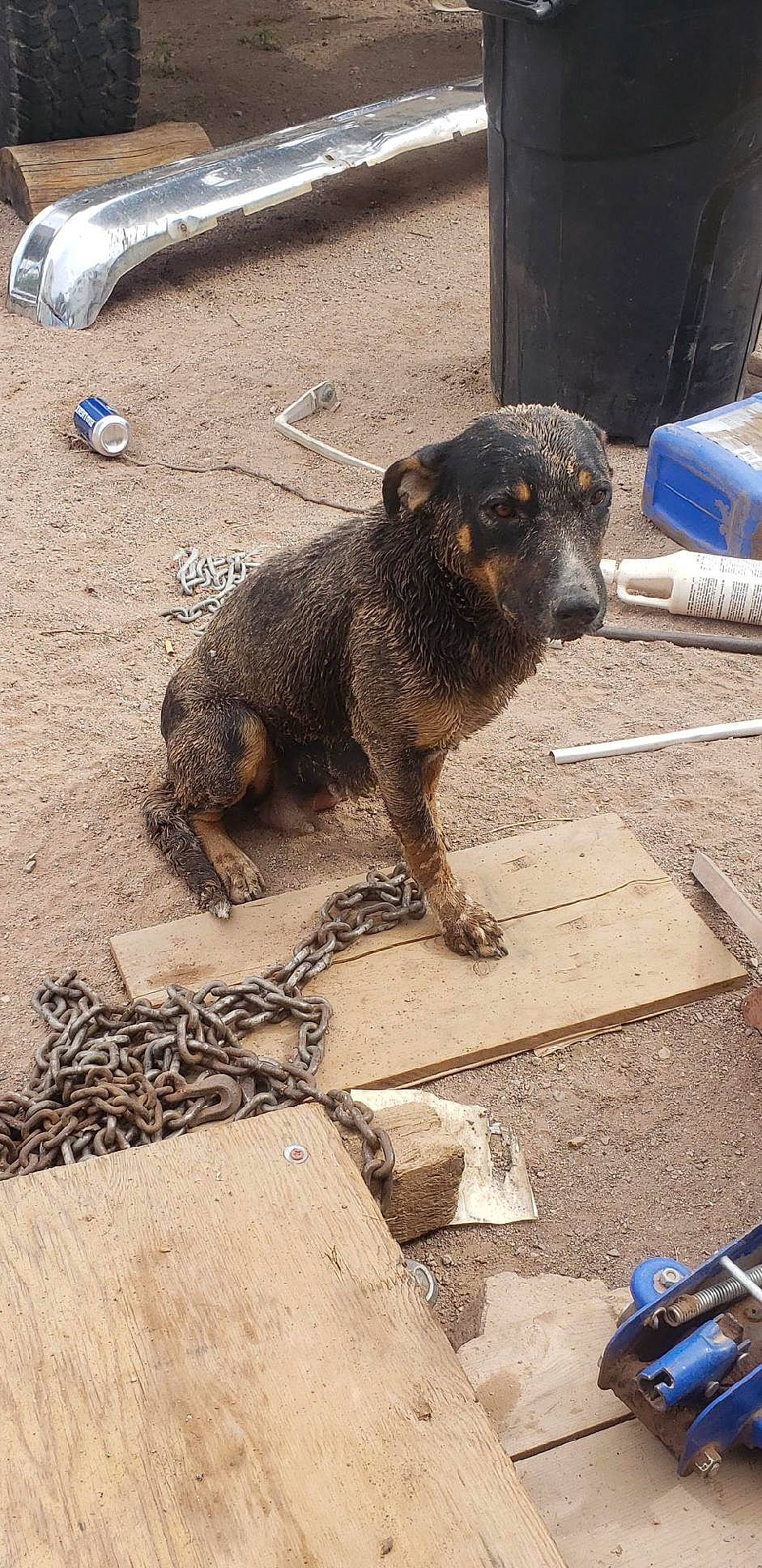 Moon is registered to the contest to win money with this photo: art, blue, canidae, carnivore, claw, companion_dog, dog, dog_breed, fawn, flooring, fur, road_surface, sidewalk, soil, sporting_group, street_dog, tail, terrestrial_animal, working_animal, working_terrier