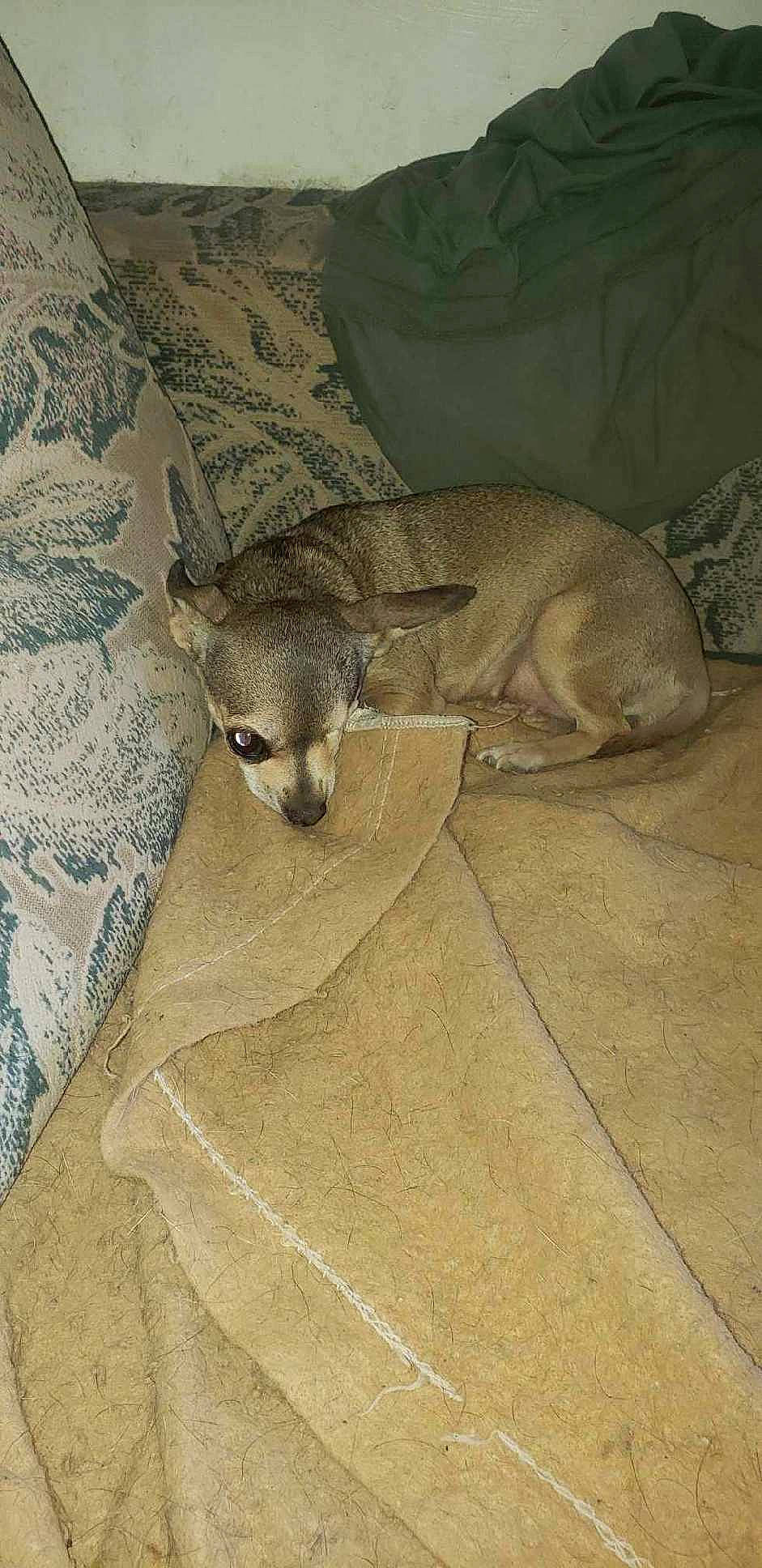 Missis joined the competition — help win amazing prizes! carnivore, claw, comfort, fawn, fur, kit_fox, marsupial, snout, tail, terrestrial_animal, whiskers, wildlife, wood