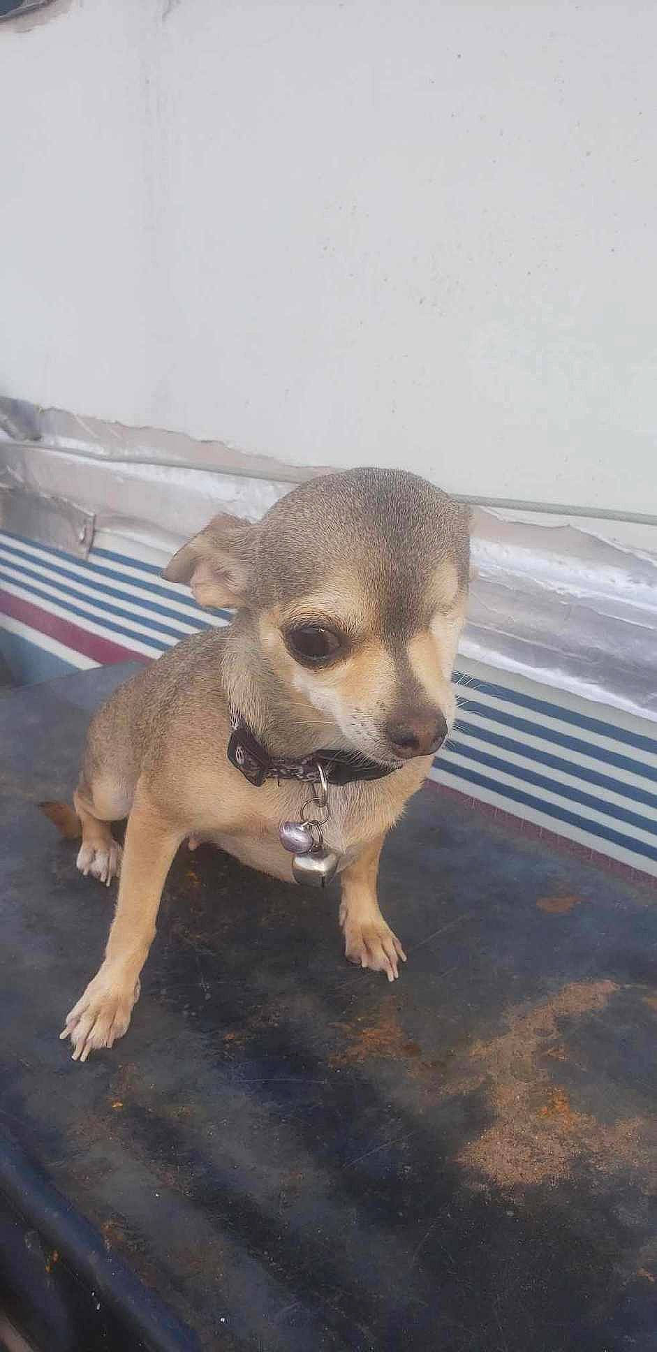 Missis is registered to the contest to win money with this photo: canidae, carnivore, companion_dog, dog, dog_breed, fawn, flooring, fur, hat, paw, sand, snout, sporting_group, tail, terrestrial_animal, toy_dog, water, whiskers, wood, working_animal