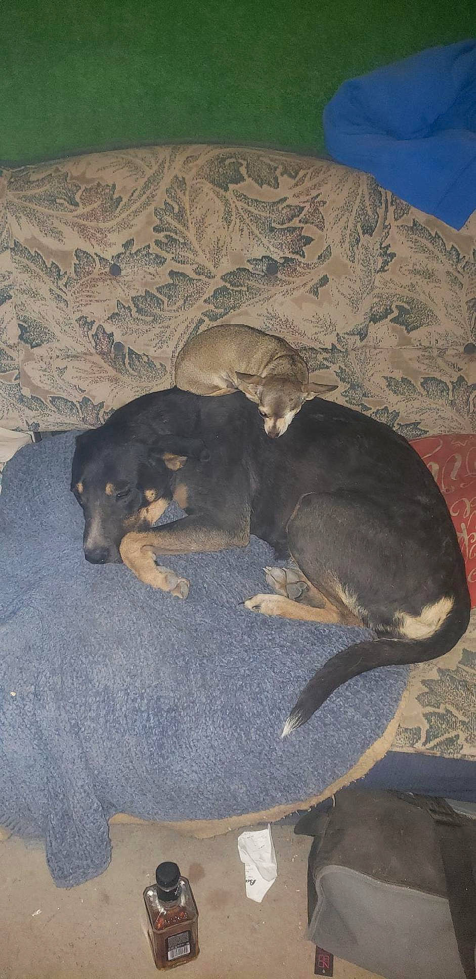 Missis joined the competition — help win amazing prizes! canidae, carnivore, comfort, companion_dog, dog, dog_breed, fawn, guard_dog, mammal, montenegrin_mountain_hound, nap, paw, pinscher, sporting_group, tail, terrestrial_animal, toy_dog, working_animal, working_dog