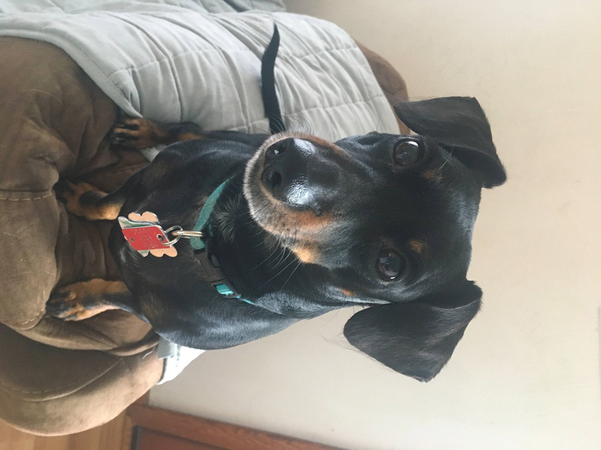 Douglas joined the competition — help win amazing prizes! borador, canidae, carnivore, comfort, companion_dog, dog, dog_breed, dog_supply, ear, fur, grey, guard_dog, nap, personal_protective_equipment, sitting, snout, sporting_group, working_animal