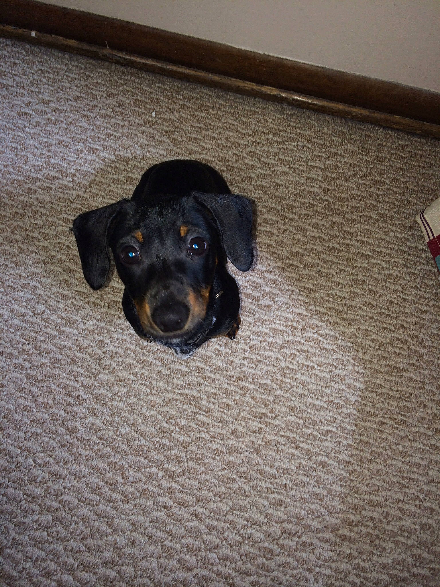 Douglas is registered to the contest to win money with this photo: brown, canidae, carnivore, comfort, companion_dog, dog, dog_breed, electric_blue, fawn, floor, flooring, grey, hardwood, pet_supply, shadow, snout, sporting_group, wood, working_animal, working_dog