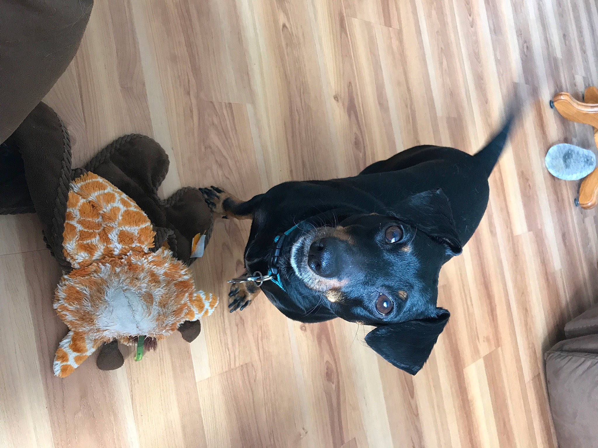 Douglas joined the competition — help win amazing prizes! canidae, carnivore, collar, companion_dog, dog, dog_breed, dog_collar, dog_supply, electric_blue, fashion_accessory, fawn, fur, guard_dog, hardwood, personal_protective_equipment, pet_supply, snout, sporting_group, wood, working_animal