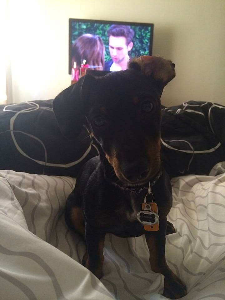 Douglas joined the competition — help win amazing prizes! canidae, carnivore, collar, comfort, companion_dog, couch, dog, dog_breed, dog_clothes, dog_collar, fawn, fur, linens, picture_frame, sporting_group, television, television_set, toy_dog, whiskers, working_animal