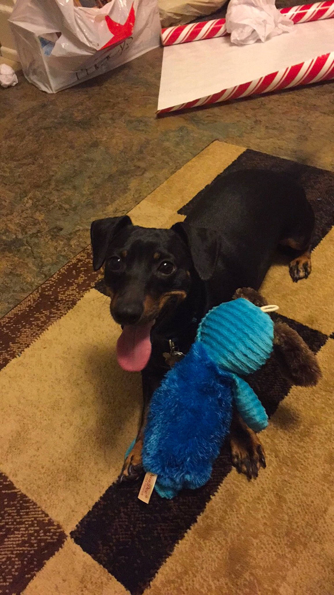 Douglas joined the competition — help win amazing prizes! blue, canidae, carnivore, collar, companion_dog, dog, dog_breed, dog_clothes, dog_supply, electric_blue, fashion_accessory, fawn, floor, flooring, fur, pet_supply, sporting_group, tail, umbrella, working_animal