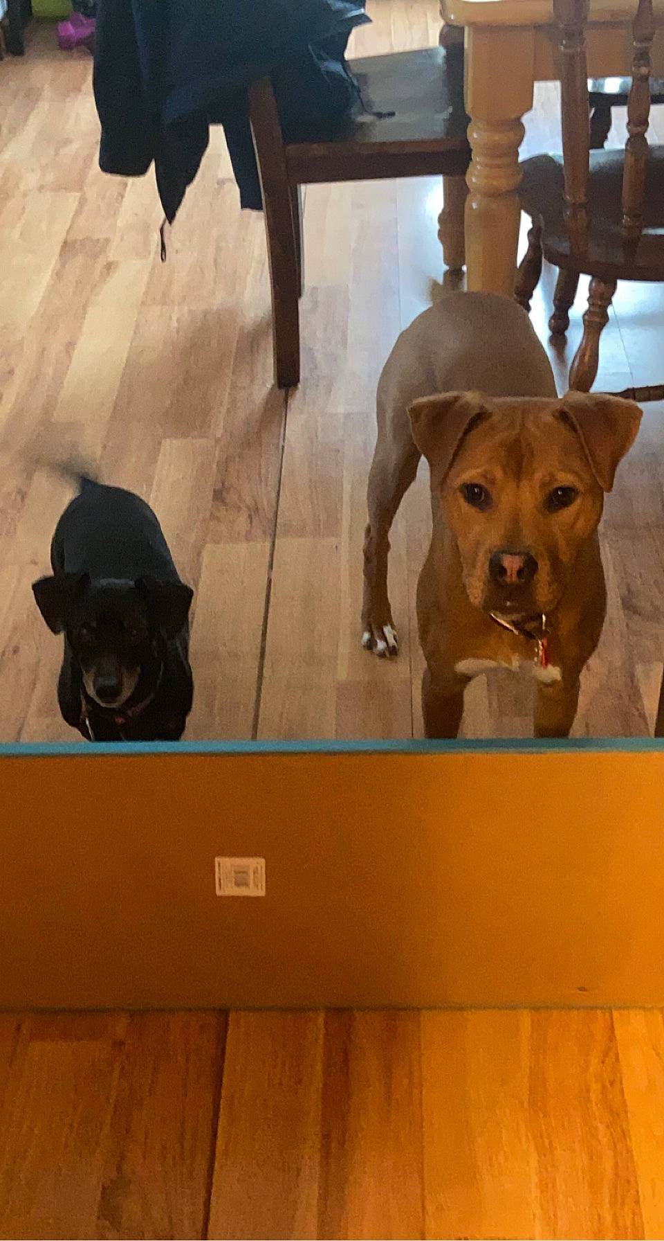 Gracie Mae joined the competition — help win amazing prizes! brown, canidae, carnivore, companion_dog, dog, dog_breed, door, fawn, floor, flooring, hardwood, liver, metal, pet_supply, selfie, snout, sporting_group, wood, wood_stain, working_animal