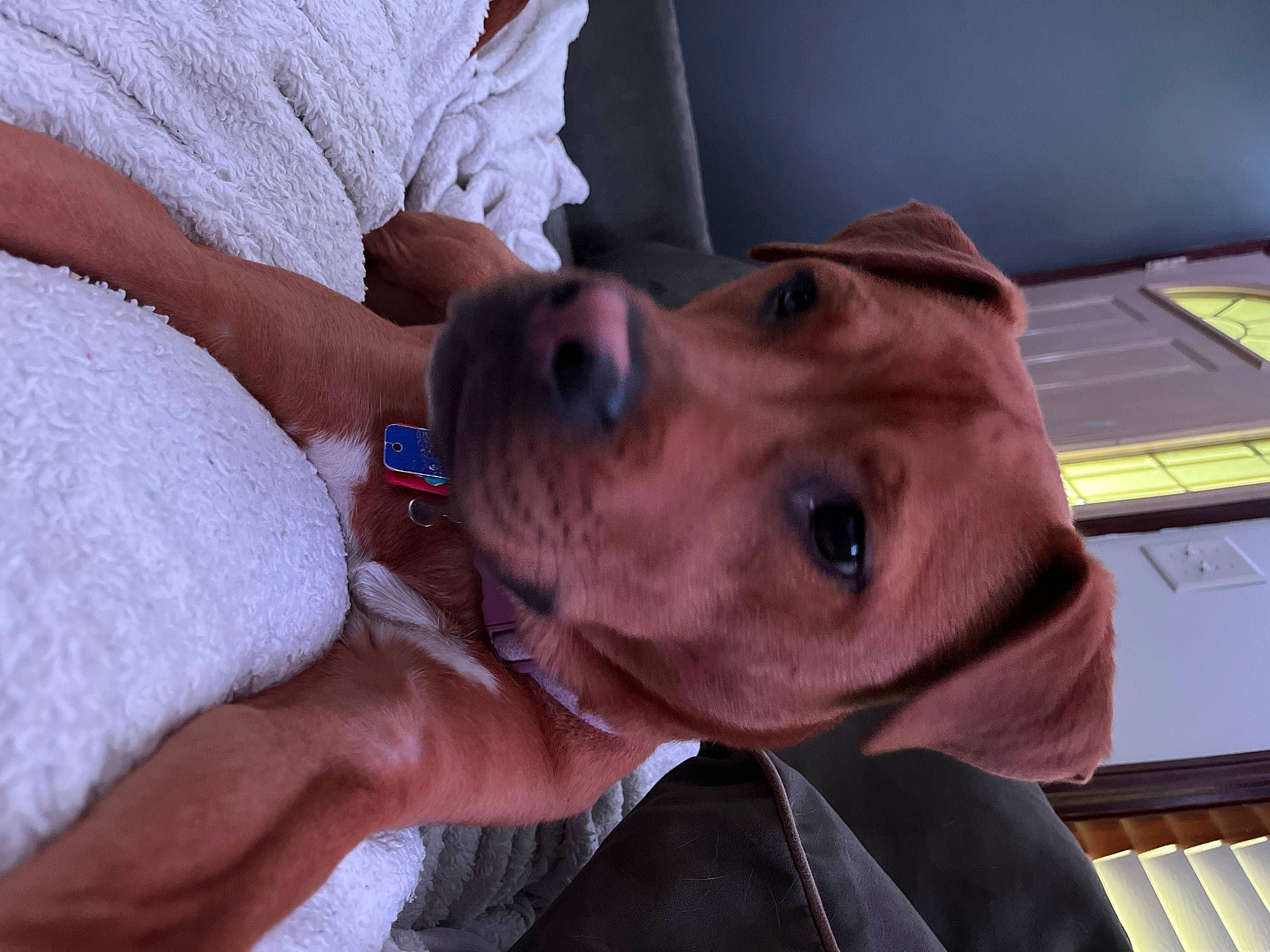 Gracie Mae is registered to the contest to win money with this photo: carnivore, collar, comfort, companion_dog, computer_keyboard, dog, dog_breed, dog_collar, dog_supply, ear, fawn, hat, jaw, liver, pet_supply, selfie, snout, sporting_group, whiskers, working_animal