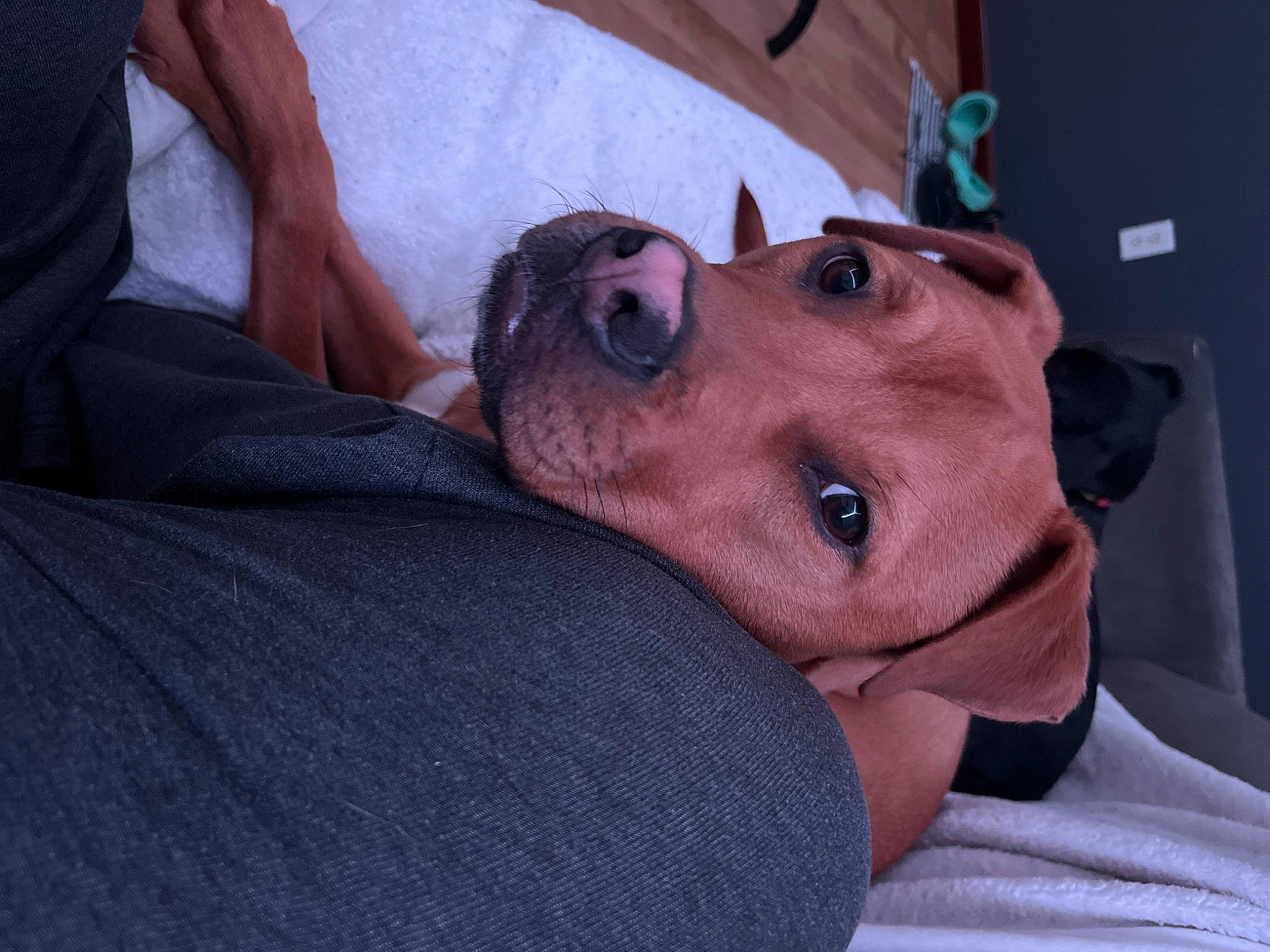 Gracie Mae joined the competition — help win amazing prizes! abdomen, canidae, carnivore, comfort, companion_dog, dog, dog_breed, eyelash, eyewear, facial_hair, fawn, fun, fur, hat, selfie, snout, sporting_group, throat, whiskers, wrinkle