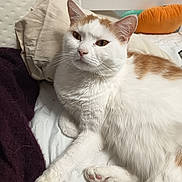 Lyla participe au concours pour gagner de l'argent avec cette photo : animal, bed, blanket, cat, closeup, cozy, cute, domestic, feline, fur, indoor, orange_cat, paw, pet, pillow, relaxed, resting, sleepy, whiskers, white_cat